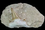 Otodus Shark Tooth Fossil In Rock - Eocene #87021-1